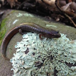 Nothern Dusky Salamander (Desmognathus fuscus)