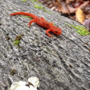 juv. Red-spotted Newt (Notophthalmus viridescens viridescens)