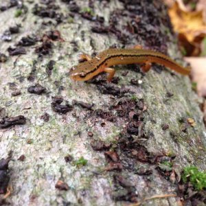 Northern Two-lined Salamander (Eurycea bislineata)