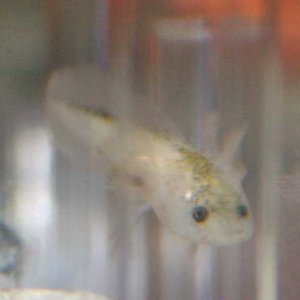 sparkles leucistic 2 weeks