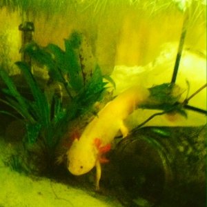 Yoshi male passed away