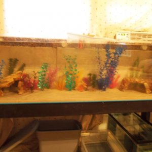 their tank set up