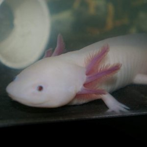 Llain- leucistic, non-GFP. Looks like his daddy, Niall, with no freckles. He was the healthier male of the three (2 males and a female, Leila, not pic