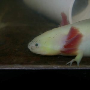 Lyonel- dirty leucistic GFP. He was the worst off of the three rescues I took in- missing toes, skinny as a rail, and had two infections before becomi