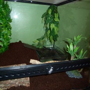 Rico's new vivarium