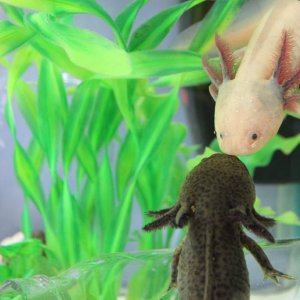 Little axolotls kisses!