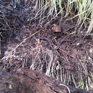 This salamander had a longer tail than most of the others I have seen.