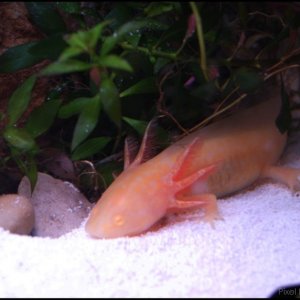 Golden Albino Axolotl