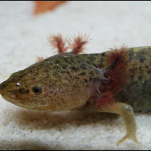 Wild-type Axolotl playing in some sand. :3