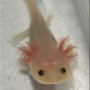 Baby Axolotl