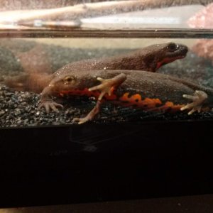 Love my newts and this picture