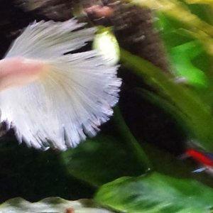 Ghost, the Betta