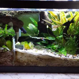 20L planted tank 2014