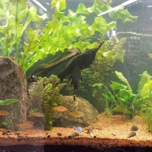 55G planted tank 2015