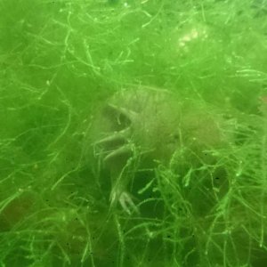 Carlton hunting for shrimp in the Java moss