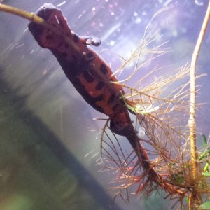 New newt with eggs