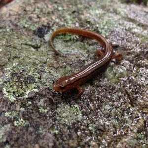 Blue Ridge Two-lined (Eurycea wilderae)