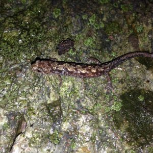 Some Mountain Dusky Salamander (Desmognathus spp.)