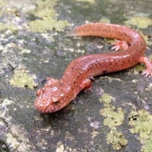 Blue Ridge?? Spring Salamander (Gyrinophilus porphyriticus danielsi??)