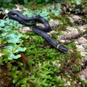 Northern Ring-necked Snake (Diadophis punctatus)