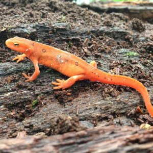 Red Eft - Eastern Newt (Notophthalmus viridescens viridescens)