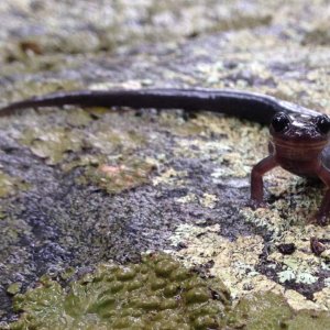 Gray-cheeked Salamander (Plethodon montanus)