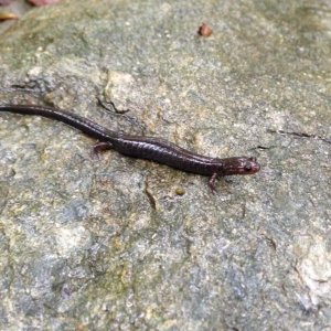 Southern Ravine Salamander (Plethodon richmondi)