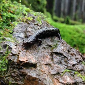 Weller's Salamander (Plethodon welleri)