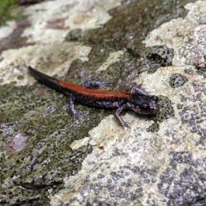 Yonahlossee Salamander (Plethodon yonahlossee)