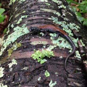 Yonahlossee Salamander (Plethodon yonahlossee)