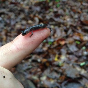 newly hatched Gray-cheeked Salamander (Plethodon montanus)