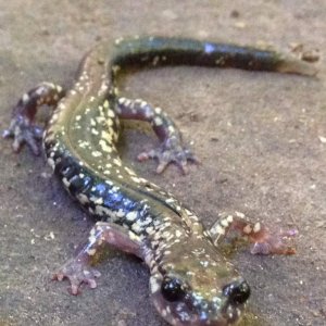 Cow Knob Salamander (Plethodon punctatus)