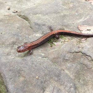 One eyed Red-backed Salamander (Plethodon cinereus)