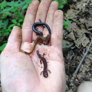 Salamander Party! All under the same small rock (Eurycea bislineata and Plethodon cinereus)