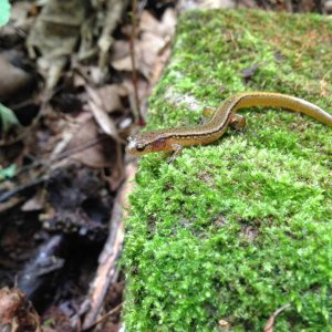 Northern Two-lined Salamander (Eurycea bislineata)