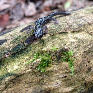 Northern Slimy Salamander (Plethodon glutinosus)