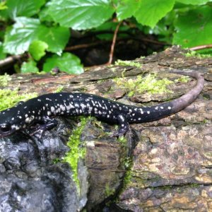 Northern Slimy Salamander (Plethodon glutinosus)