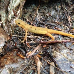 Eastern Red-spotted Newt (Notophthalmus viridescens viridescens)