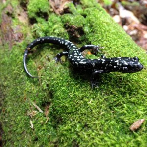 Northern Slimy Salamander (Plethodon glutinosus)