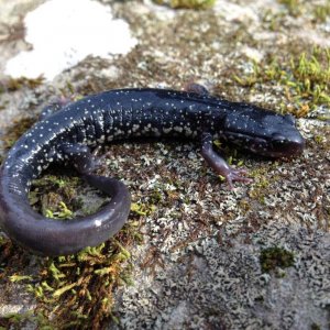 Northern Slimy Salamander (Plethodon glutinosus)