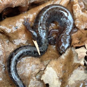 Southern Red-backed Salamander (Plethodon serratus)