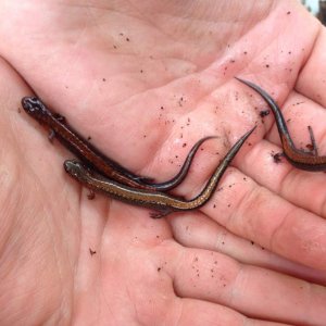 Southern Red-backed Salamander (Plethodon serratus)