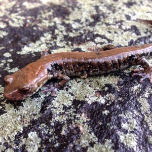 Pigeon Mountain Salamander (Plethodon petraeus)