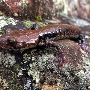 Pigeon Mountain Salamander (Plethodon petraeus)