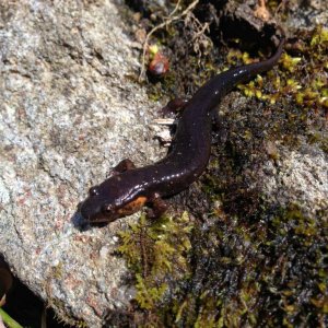 Ococee Salamander (Desmognathus ococee)