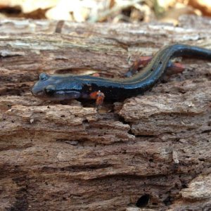 Red-legged salamander (Plethodon shermani)