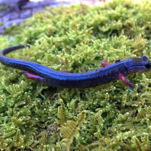 Red-legged salamander (Plethodon shermani)