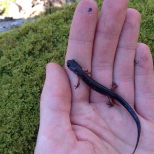 Red-legged salamander (Plethodon shermani)