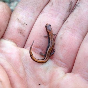 Seepage Salamander (Desmognathus aeneus)