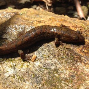 Black-bellied Salamander (Desmognathus quadramaculatus)